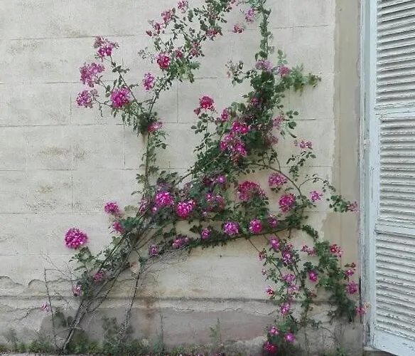 Windrose Casabianca アパート